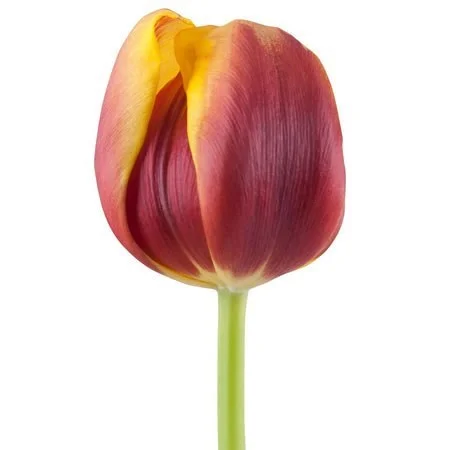 Tulipa Andre Citroen