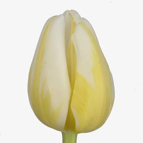 Tulipa Antarctica Flame