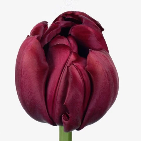 Tulipa Antraciet