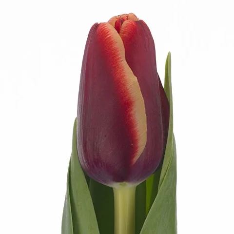 Tulipa Armani