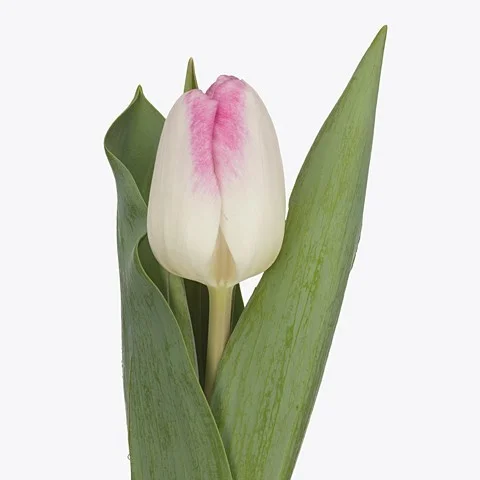 Tulipa Athena
