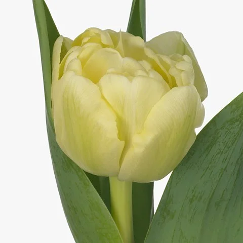 Tulipa Avant Garde