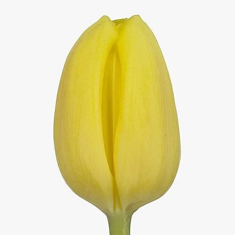 Tulipa Avocado