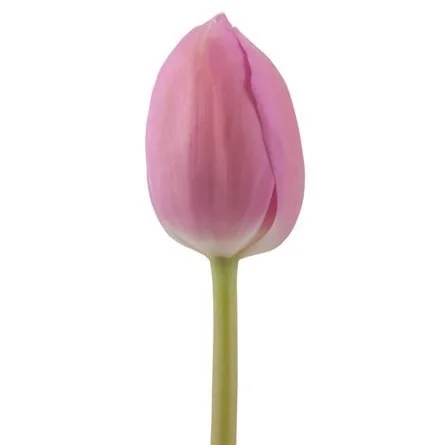 Tulipa Barcelona