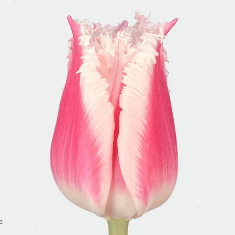 Tulipa Bell Song
