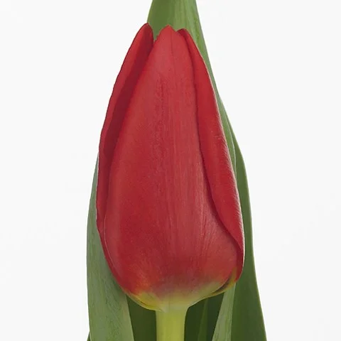 Tulipa Ben Van Zanten
