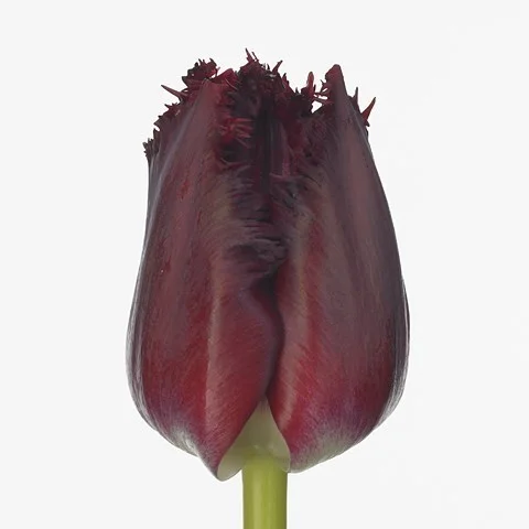 Tulipa Beyonce