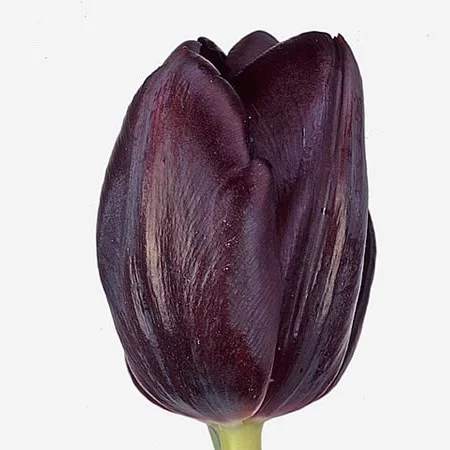 Tulipa Black Jack