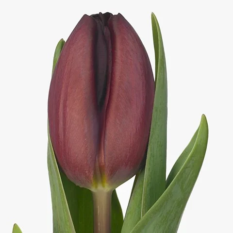 Tulipa Bracha