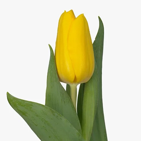 Tulipa Bright Sun
