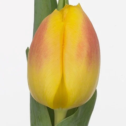 Tulipa Brigitta