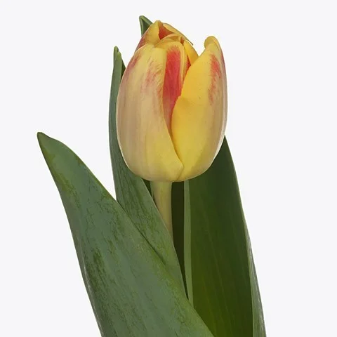 Tulipa Buckingham