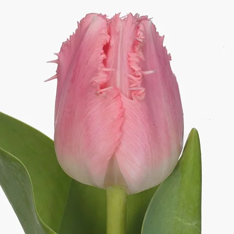 Tulipa Cacharel