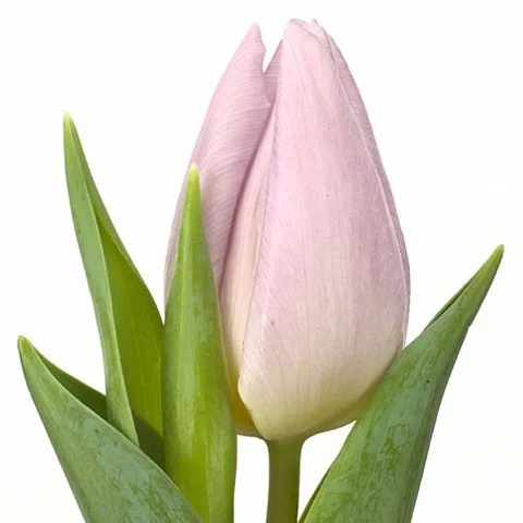 Tulipa Candy Prince