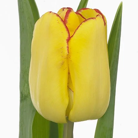 Tulipa Cape Town