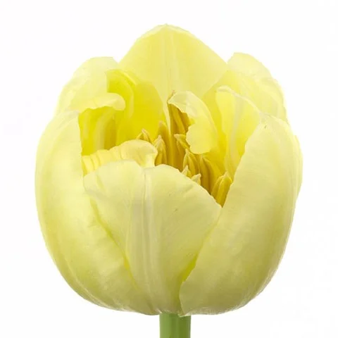 Tulipa Casablanca