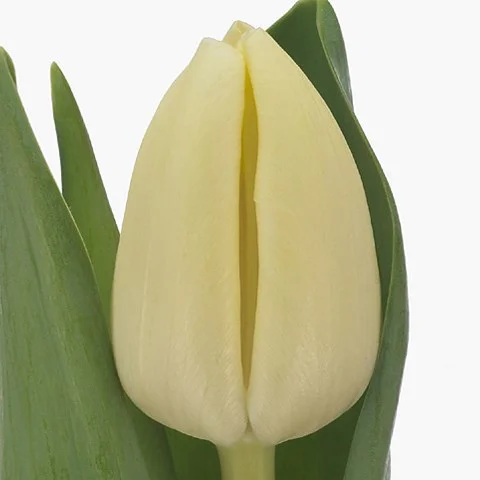 Tulipa Cheers
