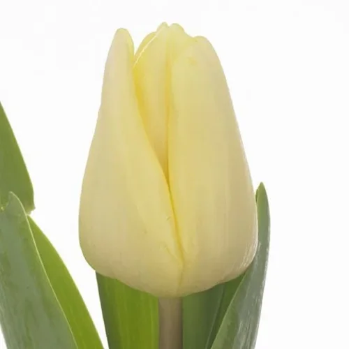Tulipa Fun For Two