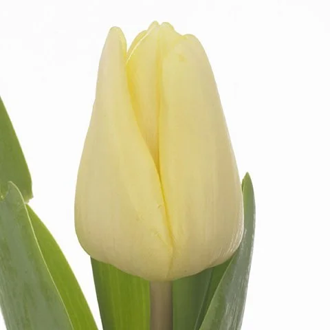 Tulipa Fun For Two