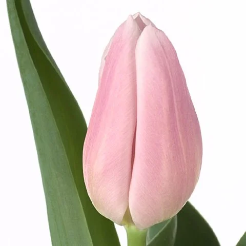Tulipa Gabriella
