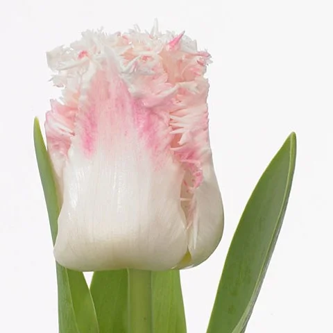 Tulipa Galerie