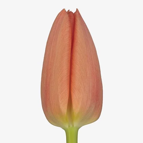 Tulipa Gambino