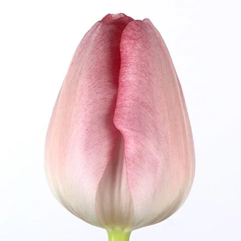 Tulipa Ganders Rhapsody