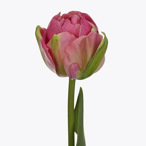 Tulipa Glamour Girl
