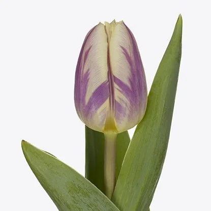 Tulipa Happy Feet