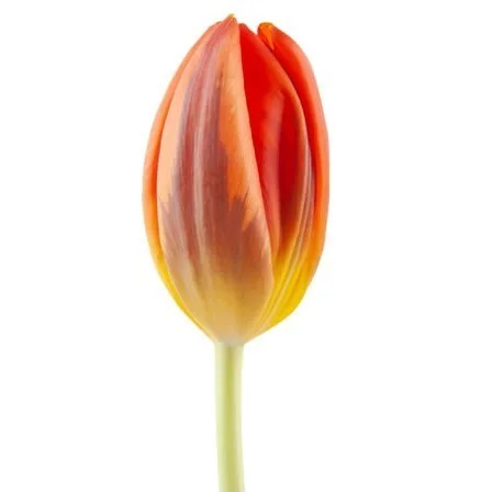 Tulipa Hermitage