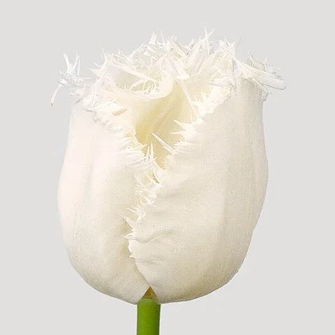 Tulipa Honeymoon