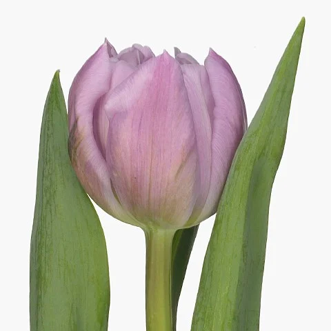 Tulipa Hurricane