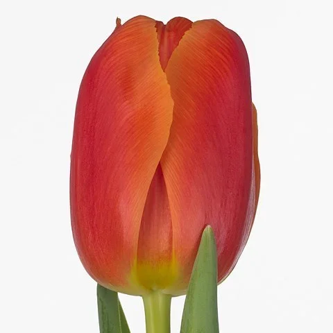 Tulipa Icoon