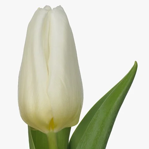 Tulipa Iglo