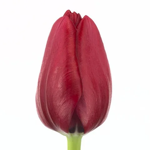 Tulipa Ile De France