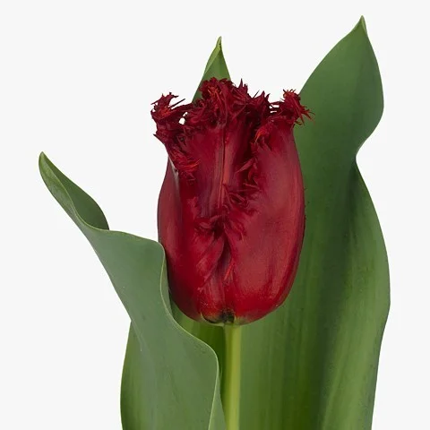 Tulipa Indiana