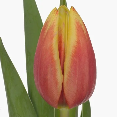Tulipa Jan Seignette