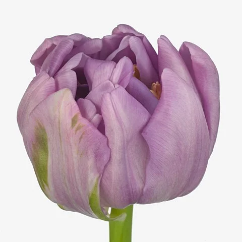 Tulipa Kickstart