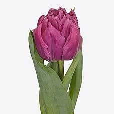 Tulipa Kosada