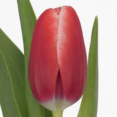 Tulipa Kung Fu