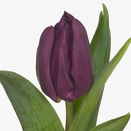 Tulipa Laptop