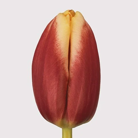 Tulipa Leen Van Der Mark