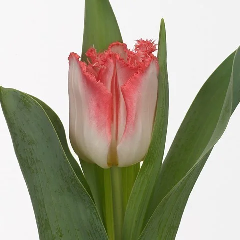 Tulipa Lingerie