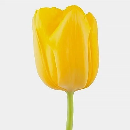 Tulipa Lions Glory