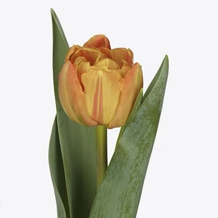 Tulipa Lorenzo