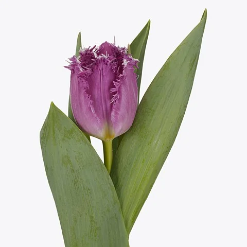Tulipa Magic Dream