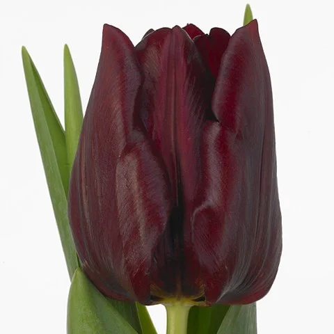 Tulipa Mascara
