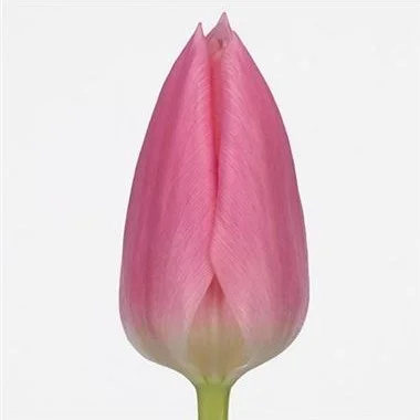 Tulipa Matchmaker