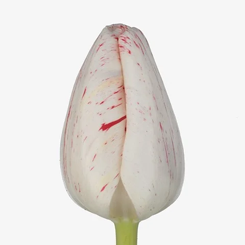 Tulipa Merel Delight