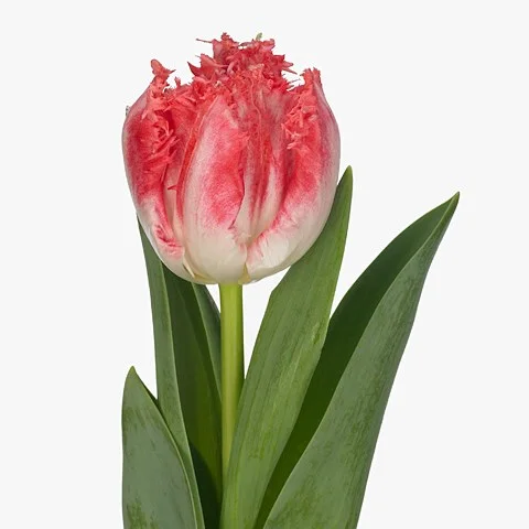 Tulipa Neglige